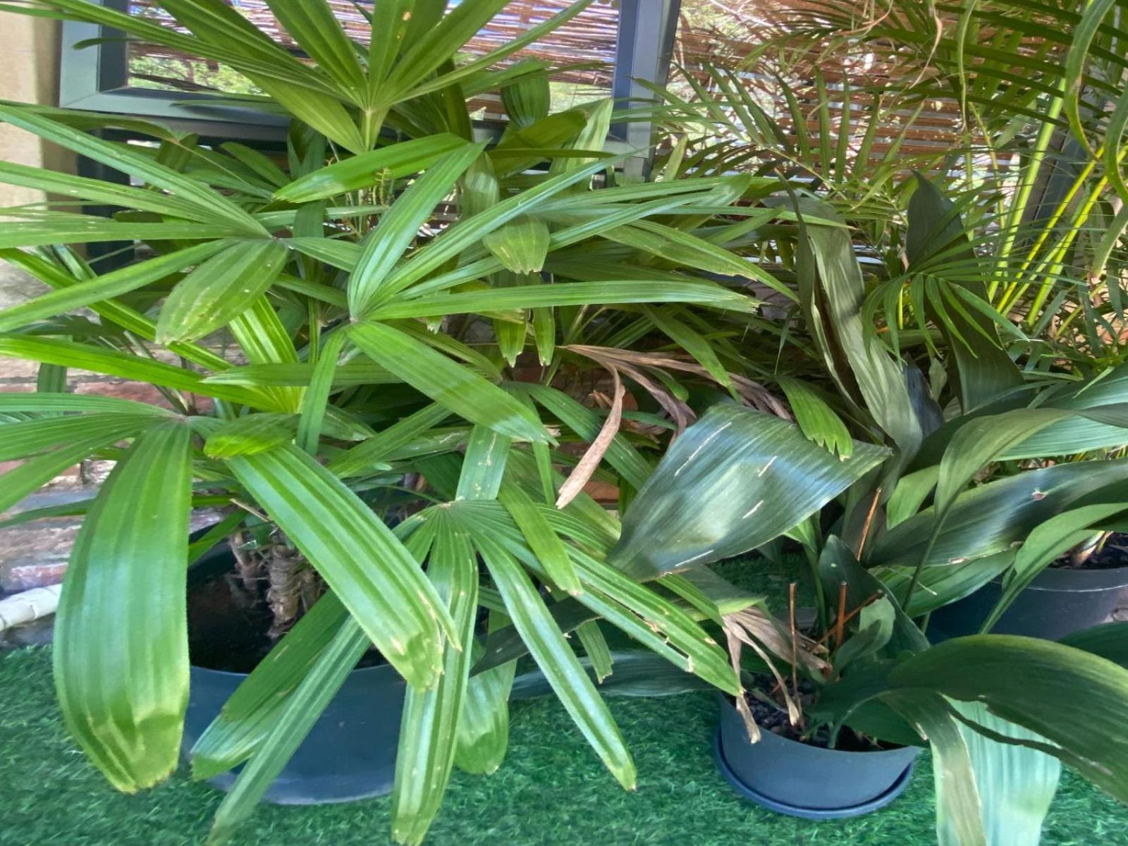 Aloe Guesthouse Klerksdorp Szoba fotó
